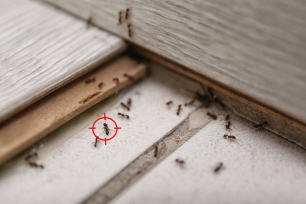 Best Mosquito Control Services  in Agler Beach, FL