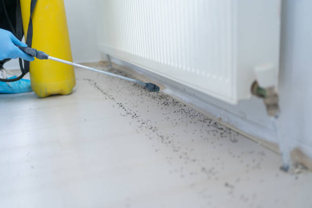 Best Wasp Removal Services  in Agler Beach, FL